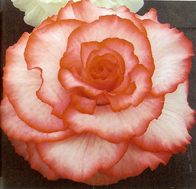 B. ‘Isobel Keenan’